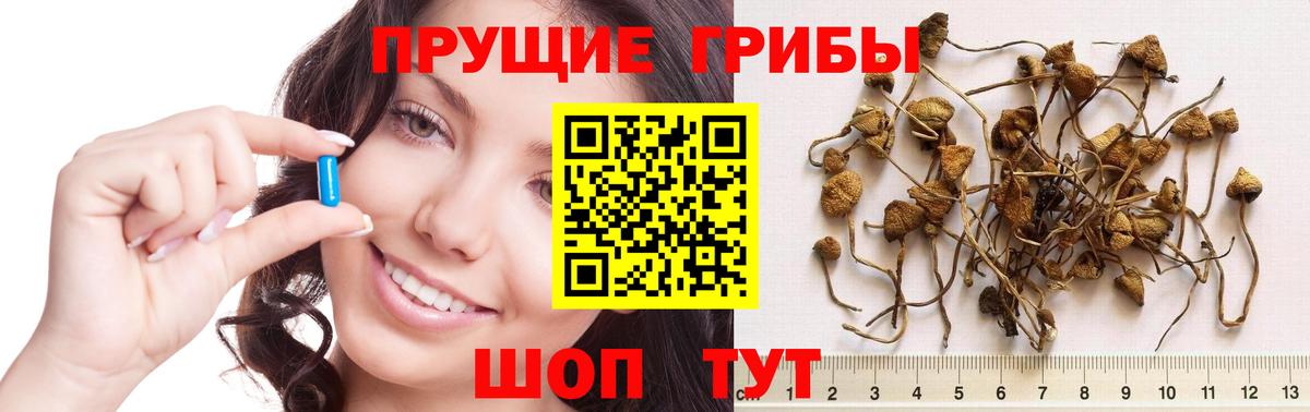 Галлюциногенные грибы Magic Shrooms  Вход с VPN  Галлюциногенные грибы Psilocybe  Волхов 